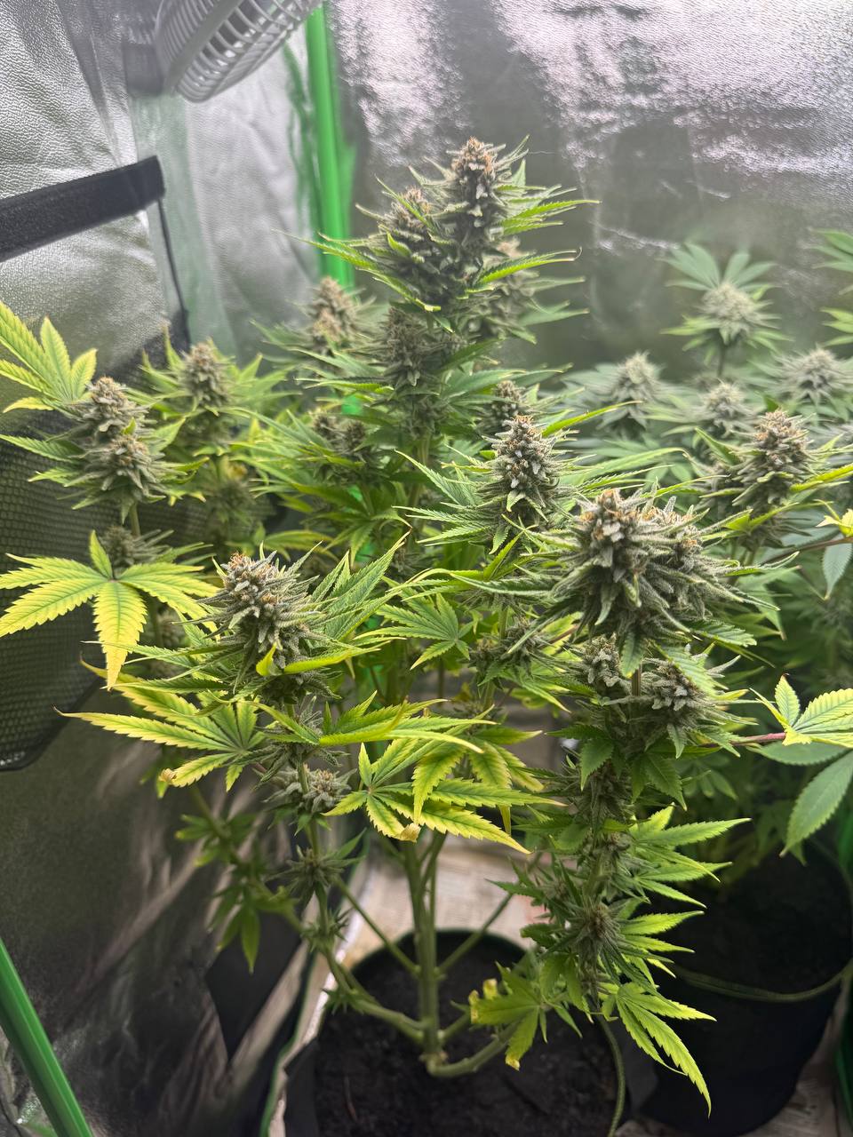 La storia di DaweedCompany