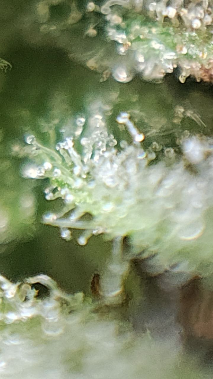 Prodotti DaweedCompany